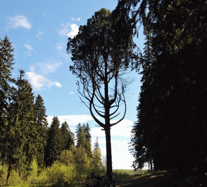 Сибирская кедровая сосна “Лира”: фото.